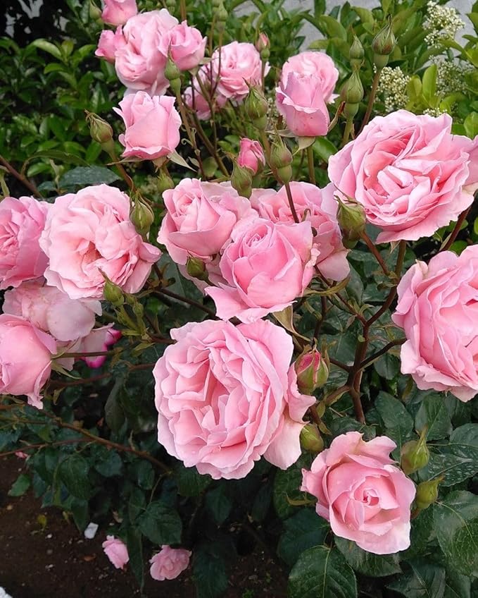 🌹 Elegant Climbing Rose Flower Seeds- Rare Seeds