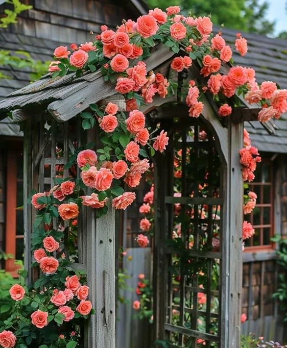 🌹 Elegant Climbing Rose Flower Seeds- Rare Seeds