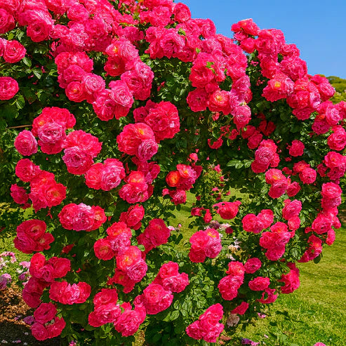 🌹 Elegant Climbing Rose Flower Seeds- Rare Seeds