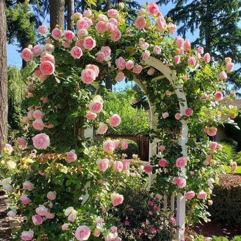 🌹 Elegant Climbing Rose Flower Seeds- Rare Seeds